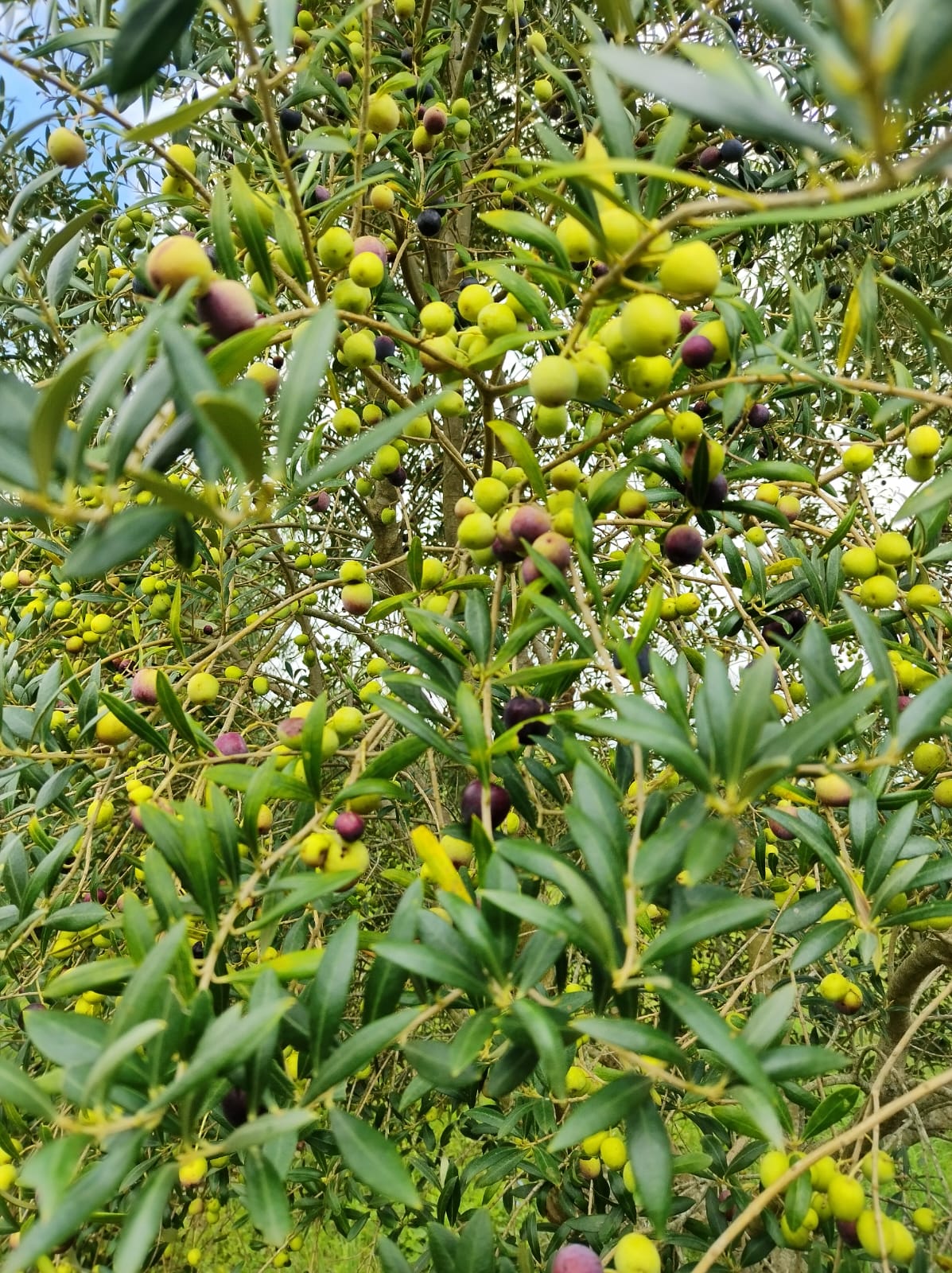 Oliveiras — detalhe no pomar Olivas Trindade